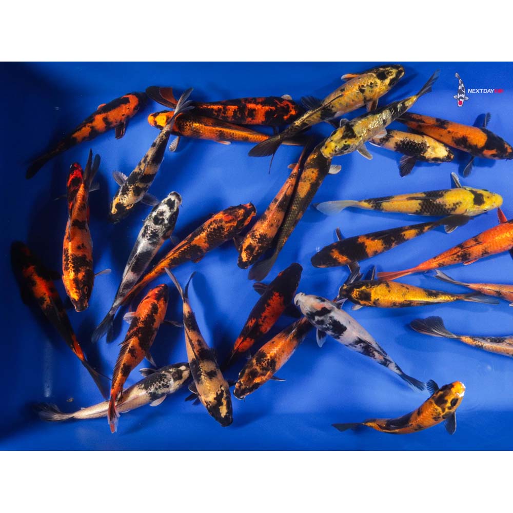 7-8" Imported Utsuri Koi Mix