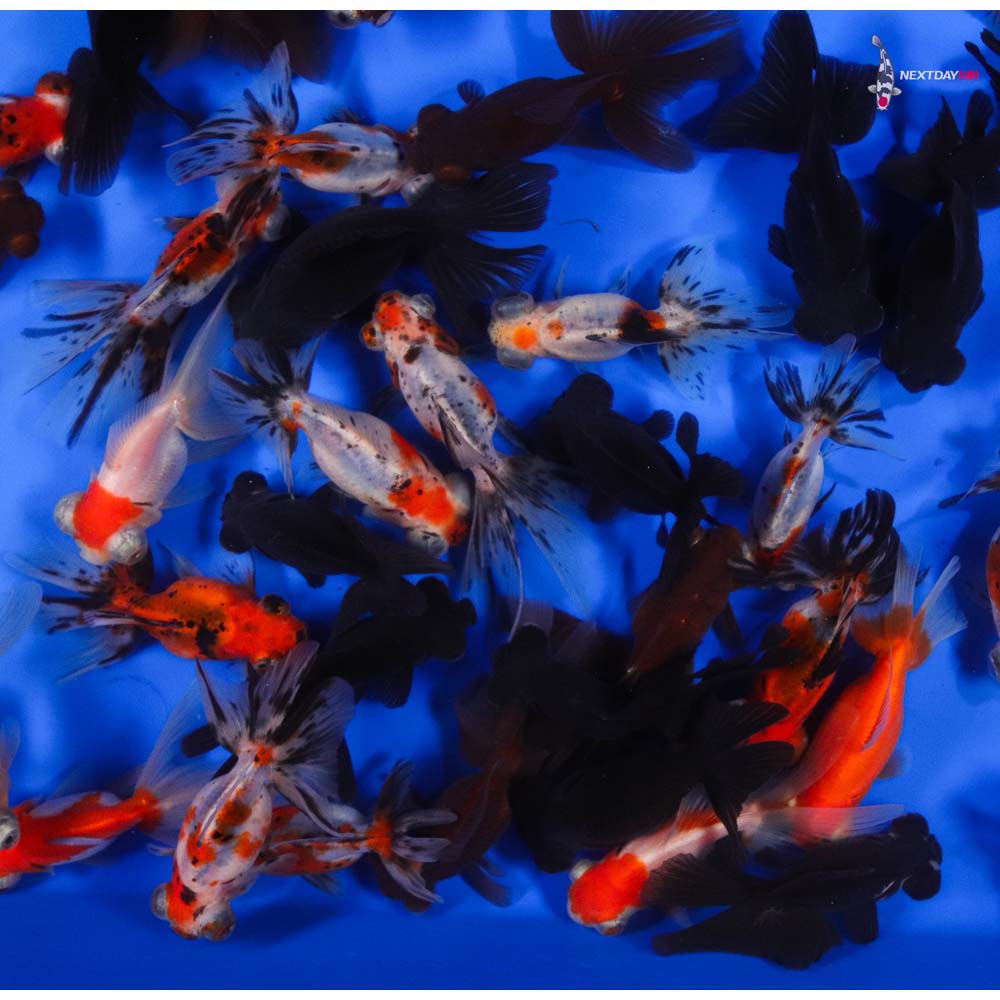 3.5-4.5" Imported Mixed Butterfly Tail Goldfish