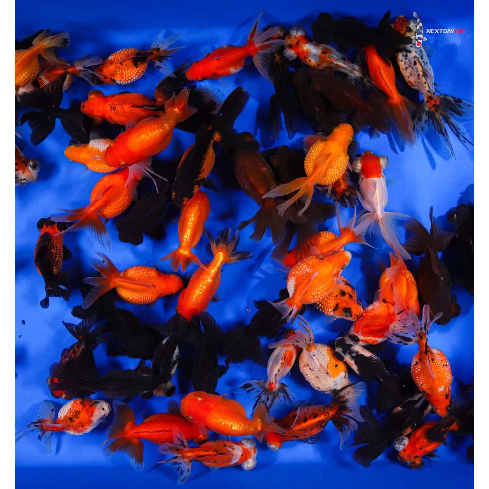 3.5-4.5" Imported Mixed Fancy Goldfish