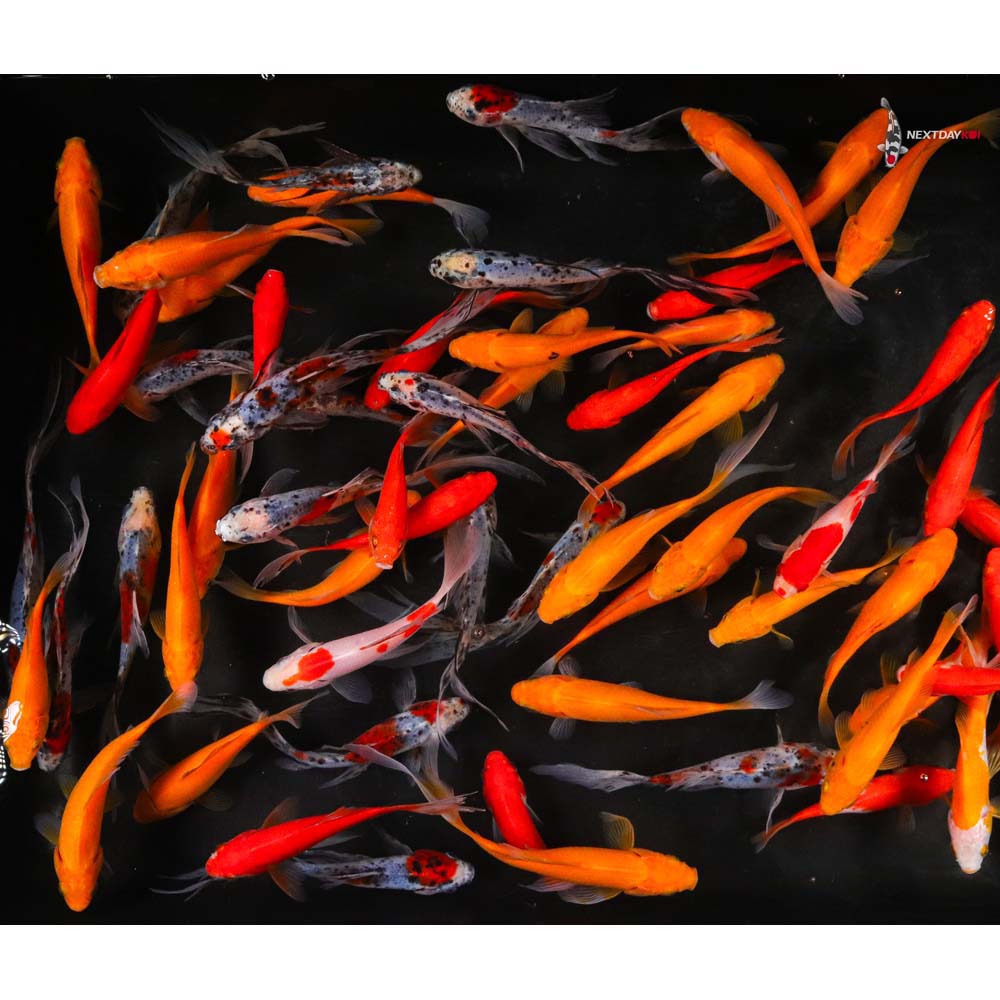 5-6” Imported Goldfish Mix