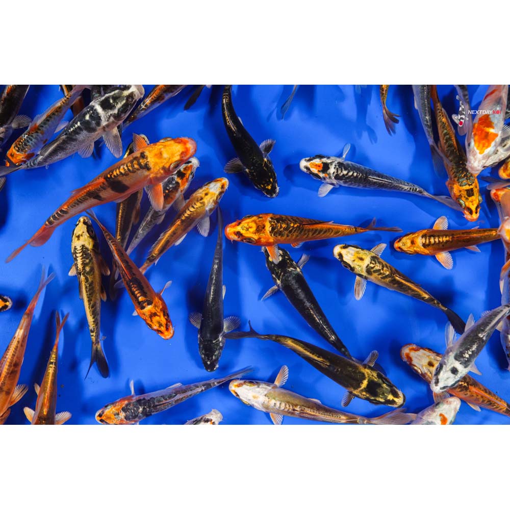 4-5" Imported Skeleton Koi Mix
