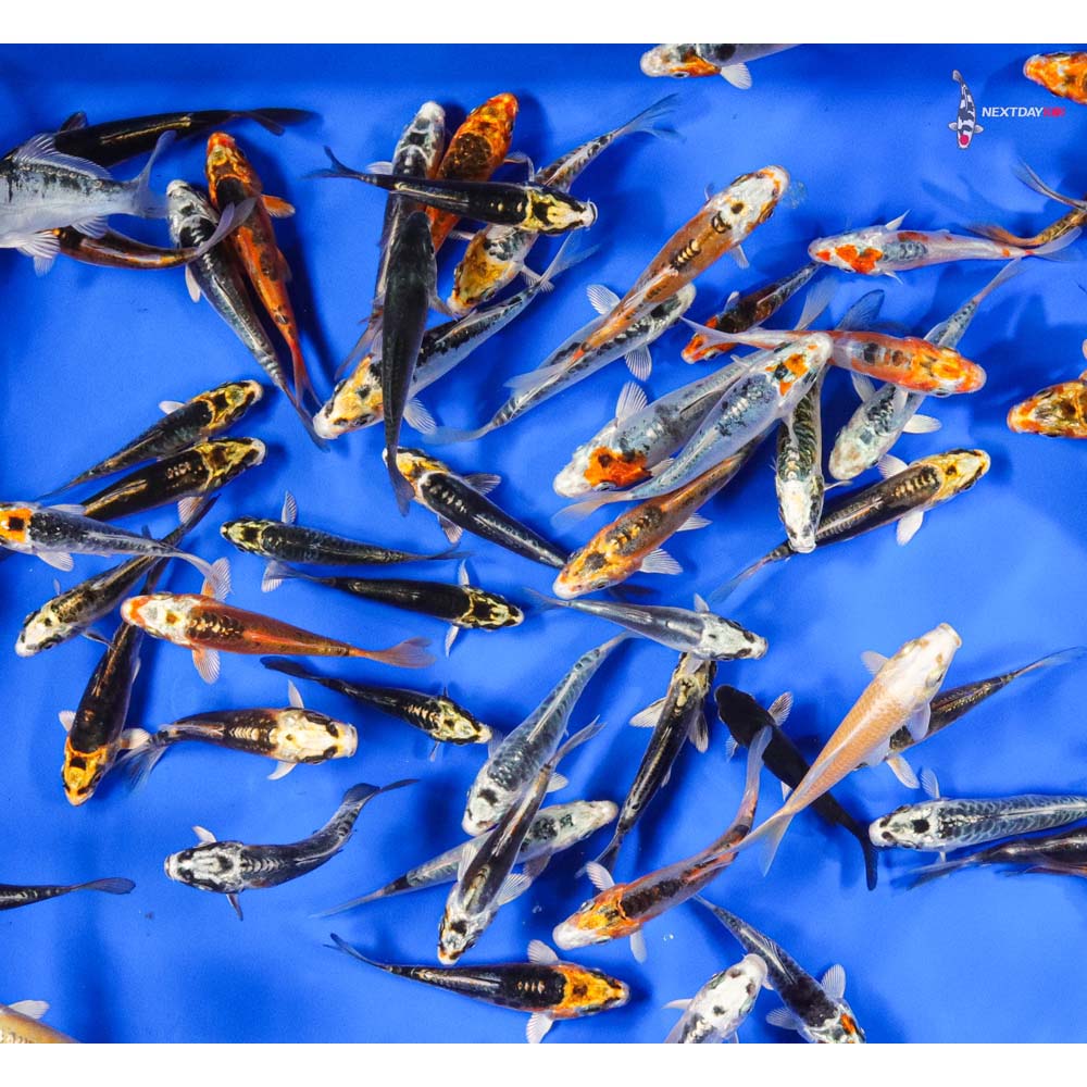 3-4" Imported Skeleton Koi Mix