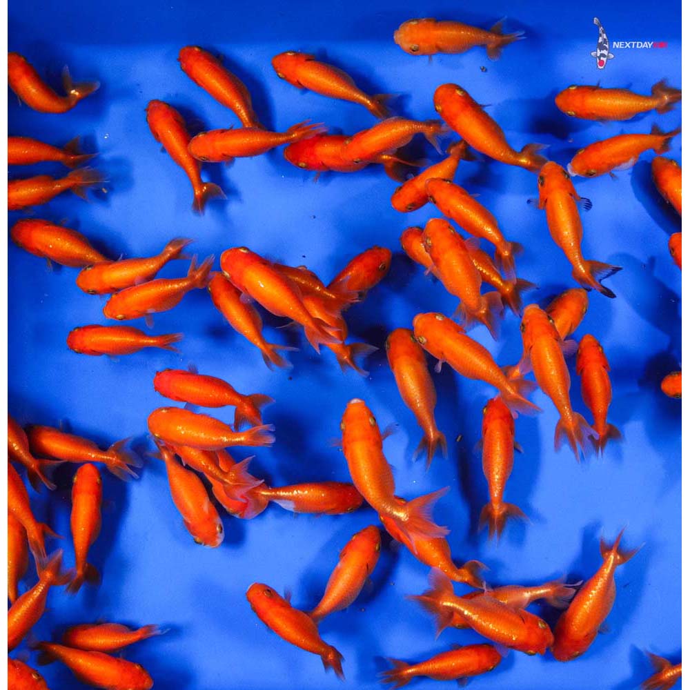 2.5-3" Imported Red Ranchu Goldfish