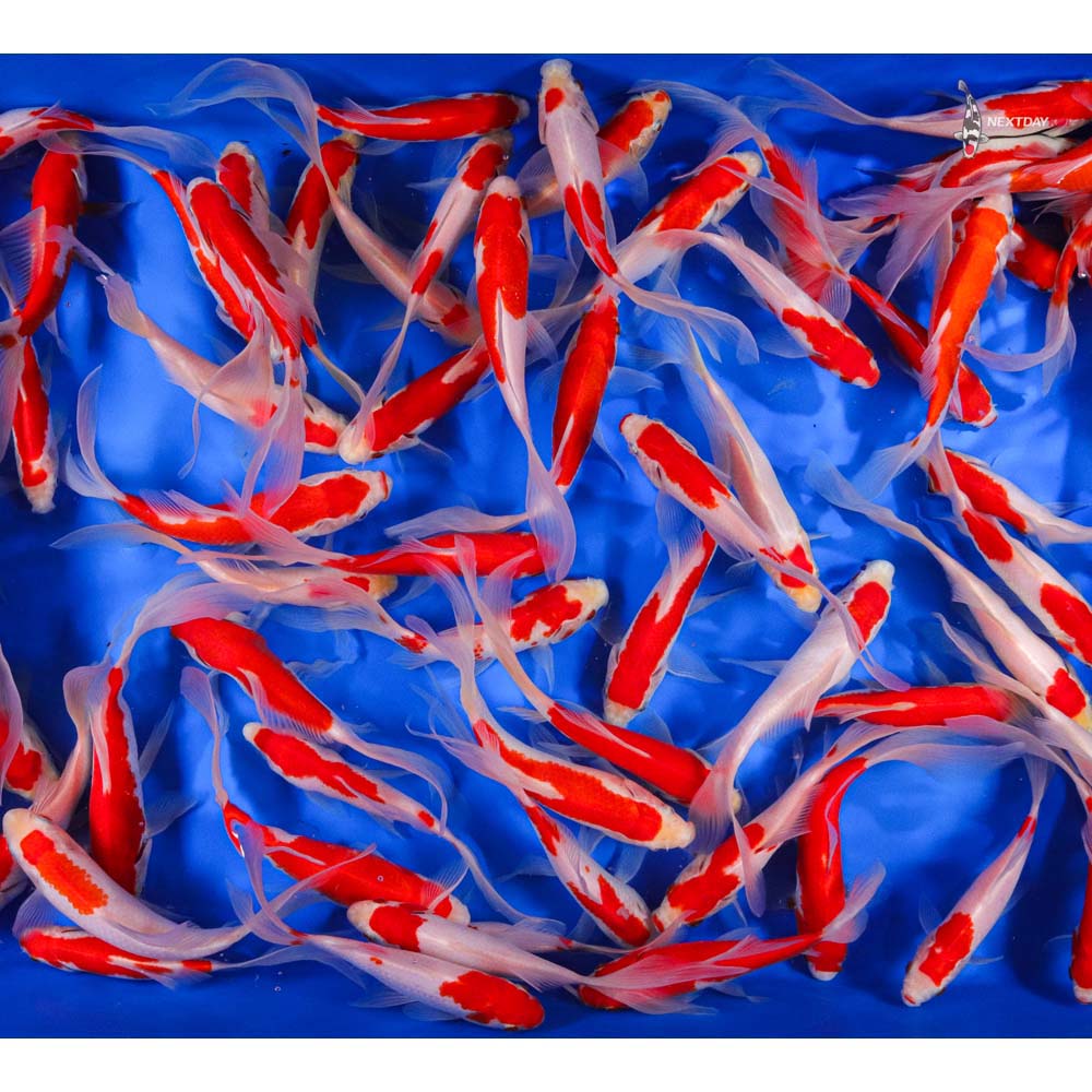 6-8" Longtail Sarasa Comet Goldfish