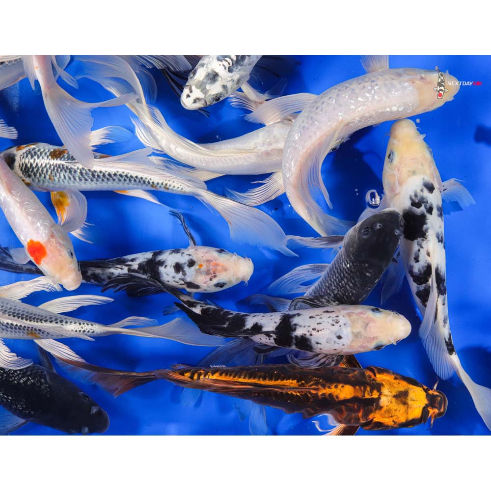8-10" A Grade (Standard Grade) Butterfly Koi