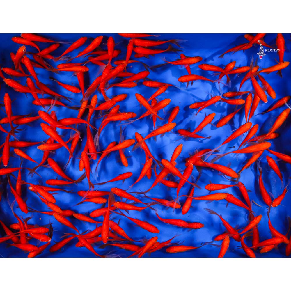 3-4” Imported Red Comet Goldfish