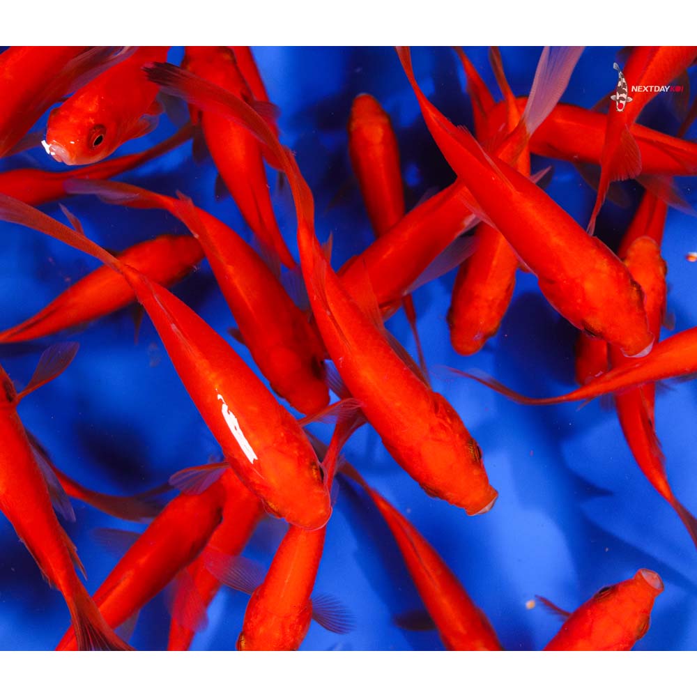 3-4” Imported Red Comet Goldfish