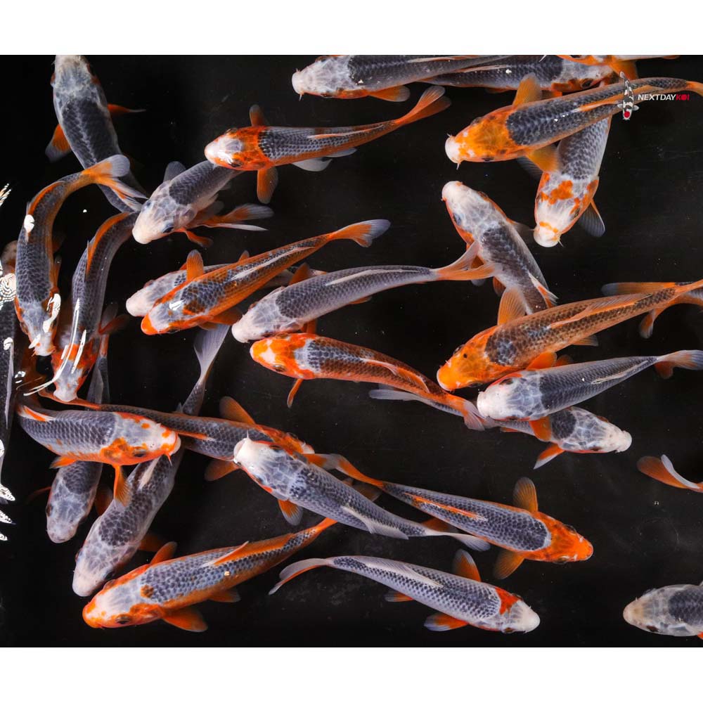 6-8" Asagi Mix Koi
