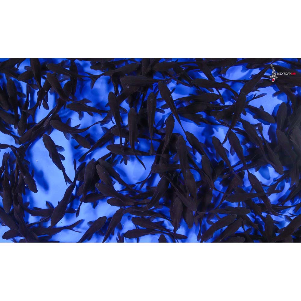 3-4” Imported Black Comet Goldfish