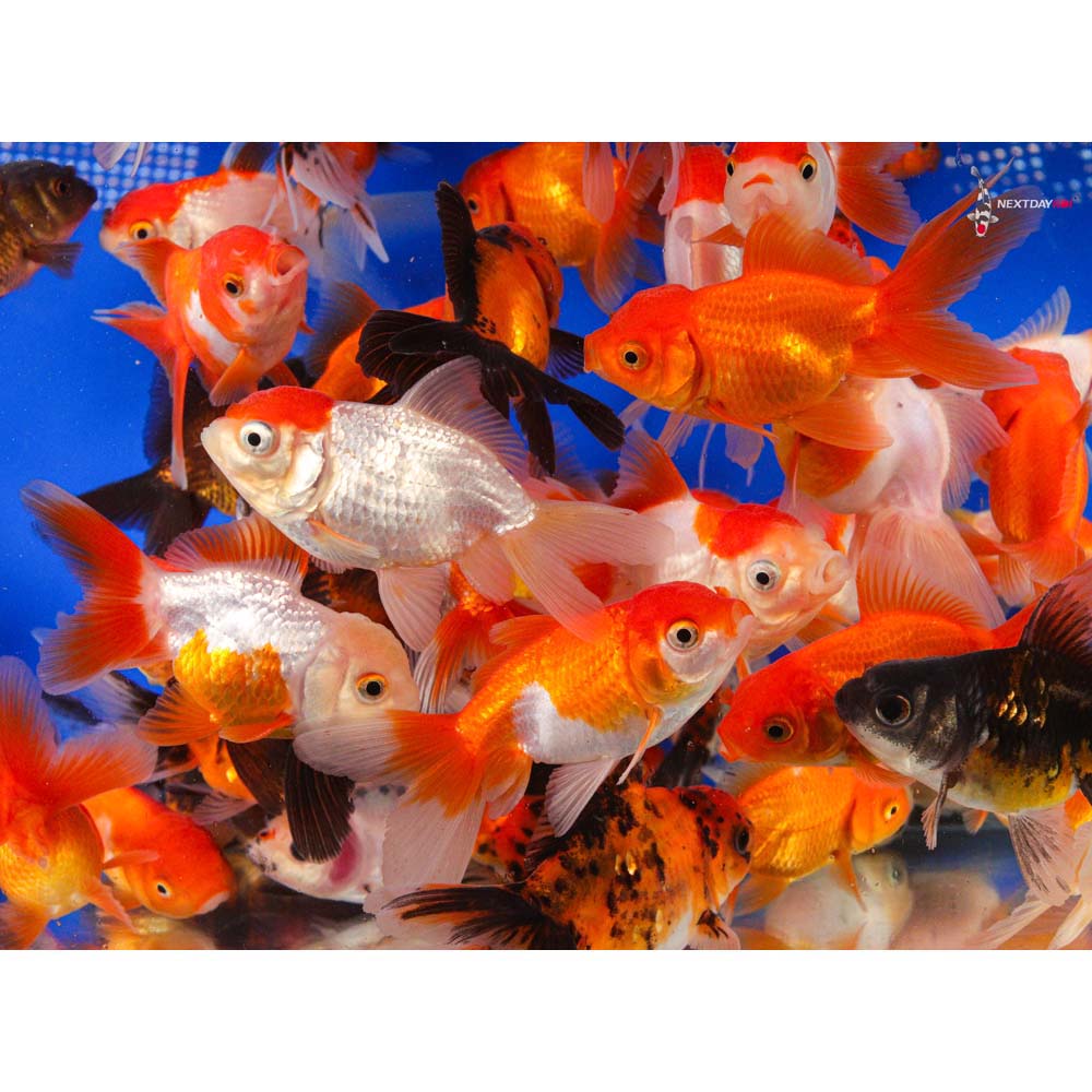 3-3.5" Imported Mixed Oranda Goldfish