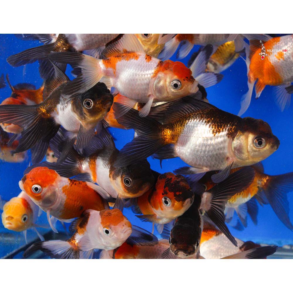 3-4" Imported Panda Oranda Goldfish