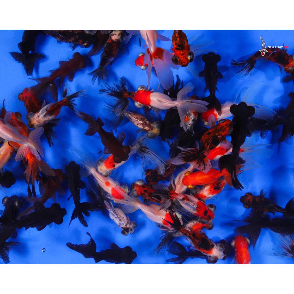 2-3" Imported Mixed Telescope Goldfish