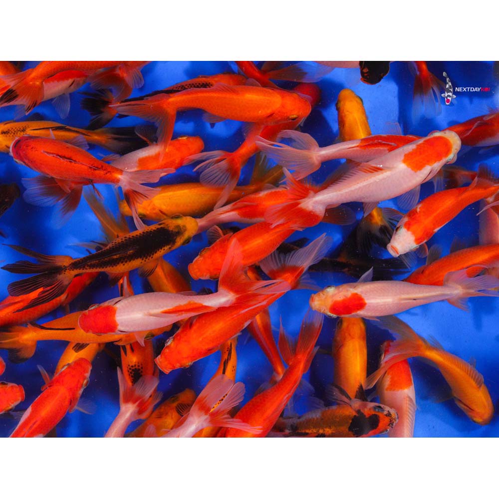 3-4" Imported Mixed Wakin Goldfish
