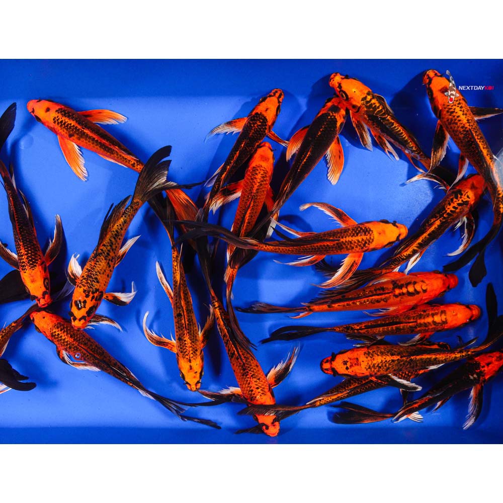 8-10" Fire Matsuba Butterfly Koi