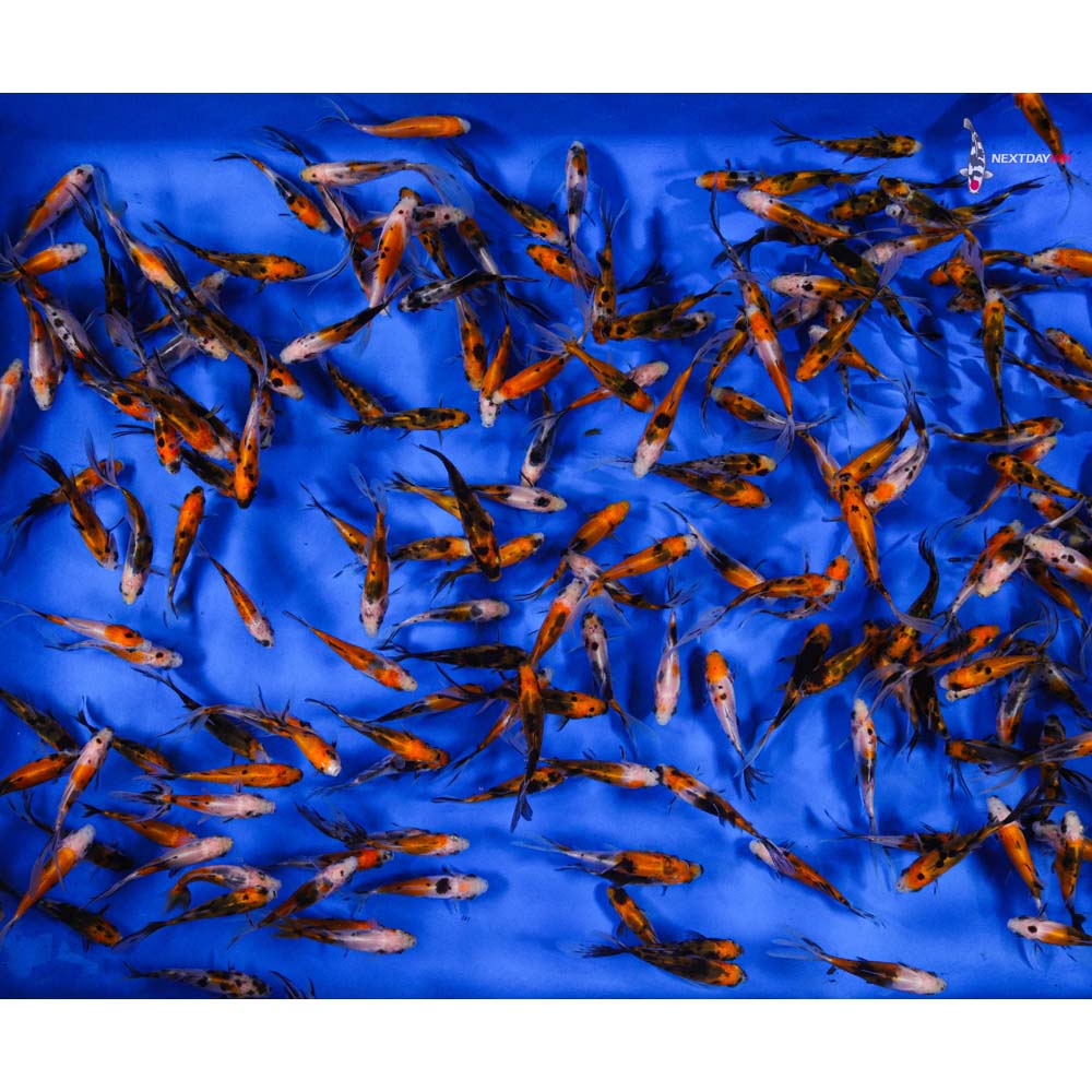 3-4" Imported Solar Flare Shubunkin Goldfish
