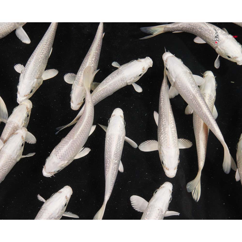 5-6" Imported Platinum Ogon Koi Mix