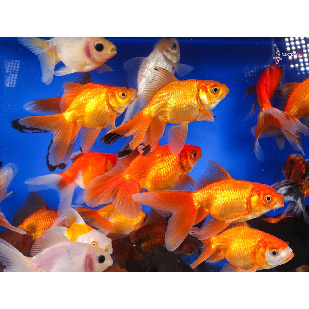4-5" Imported Mixed Fantail Goldfish