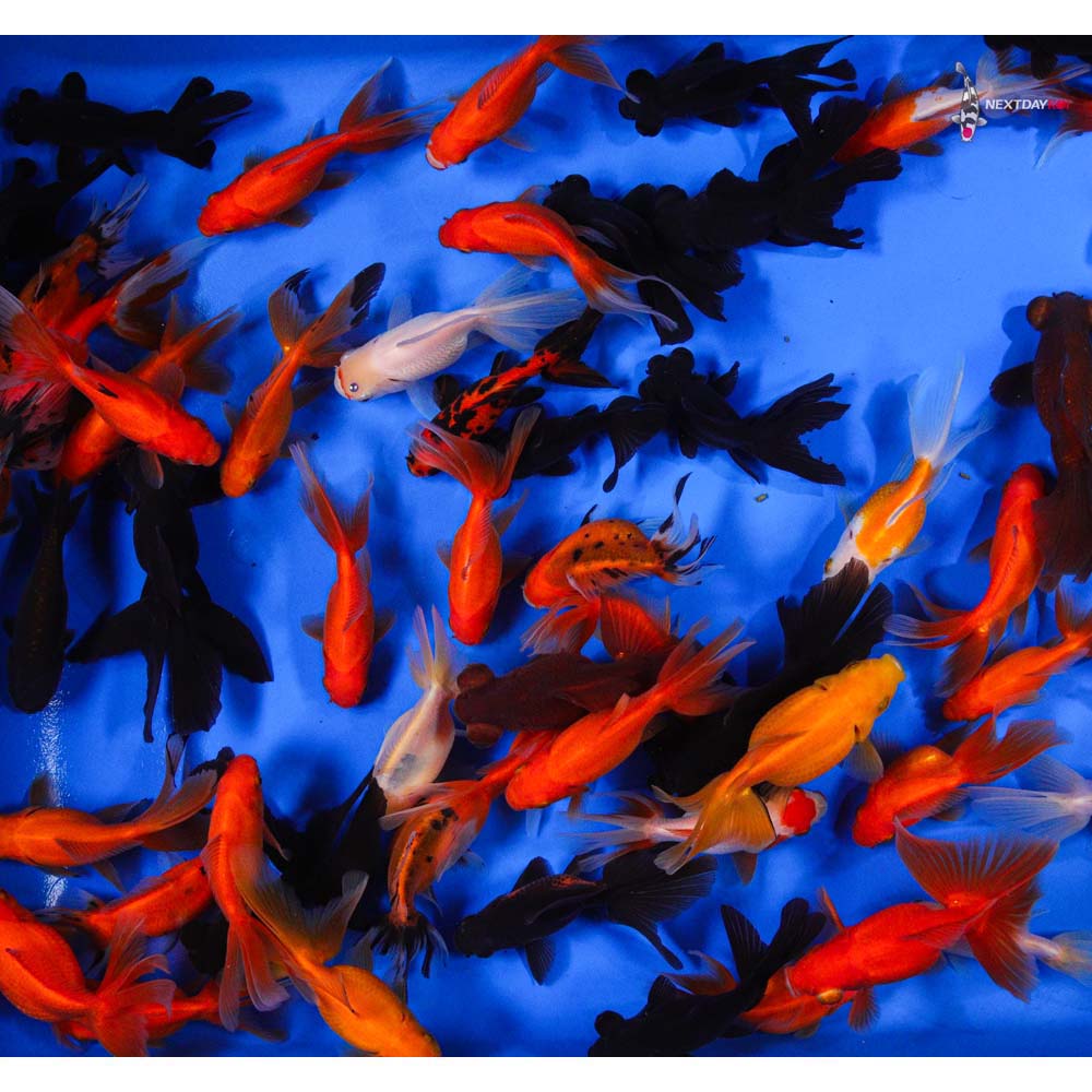 4-5" Imported Mixed Fantail Goldfish
