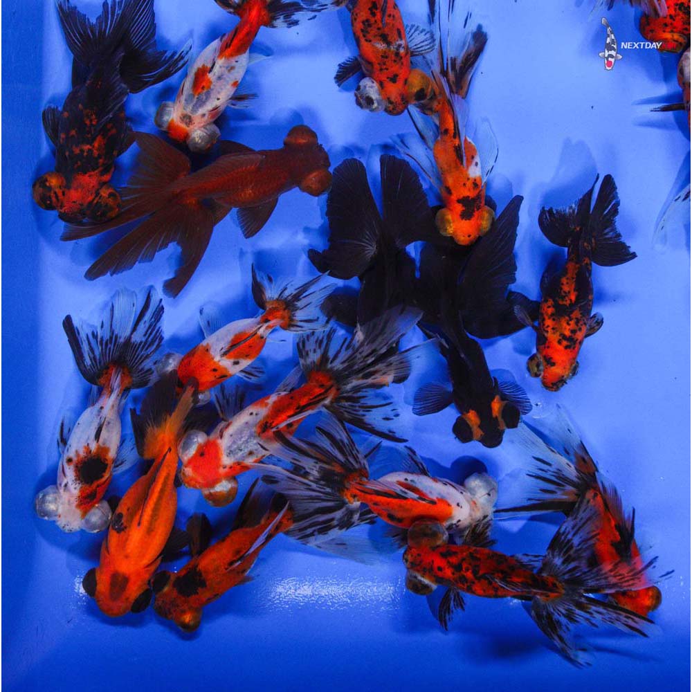 4-5" Imported Mixed Butterfly Fantail Goldfish