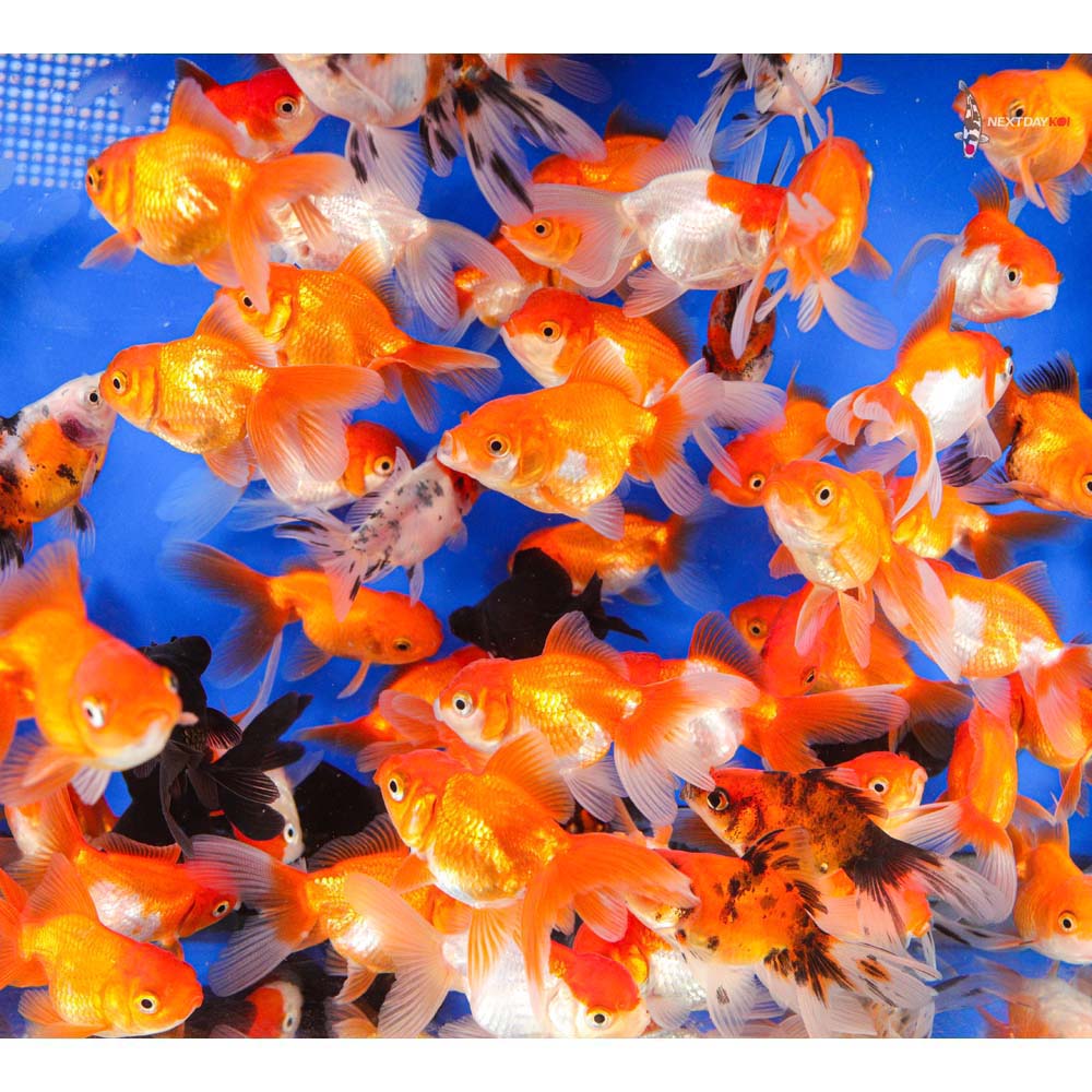 2-3" Imported Mixed Fantail Goldfish