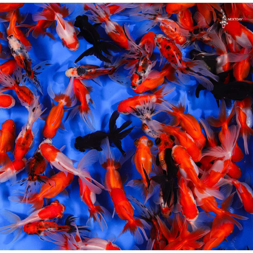 3-4" Imported Mixed Fantail Goldfish