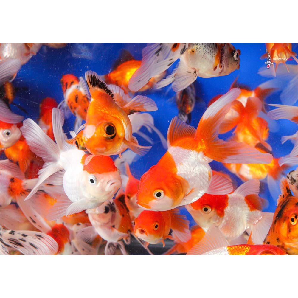 3-4" Imported Mixed Fantail Goldfish