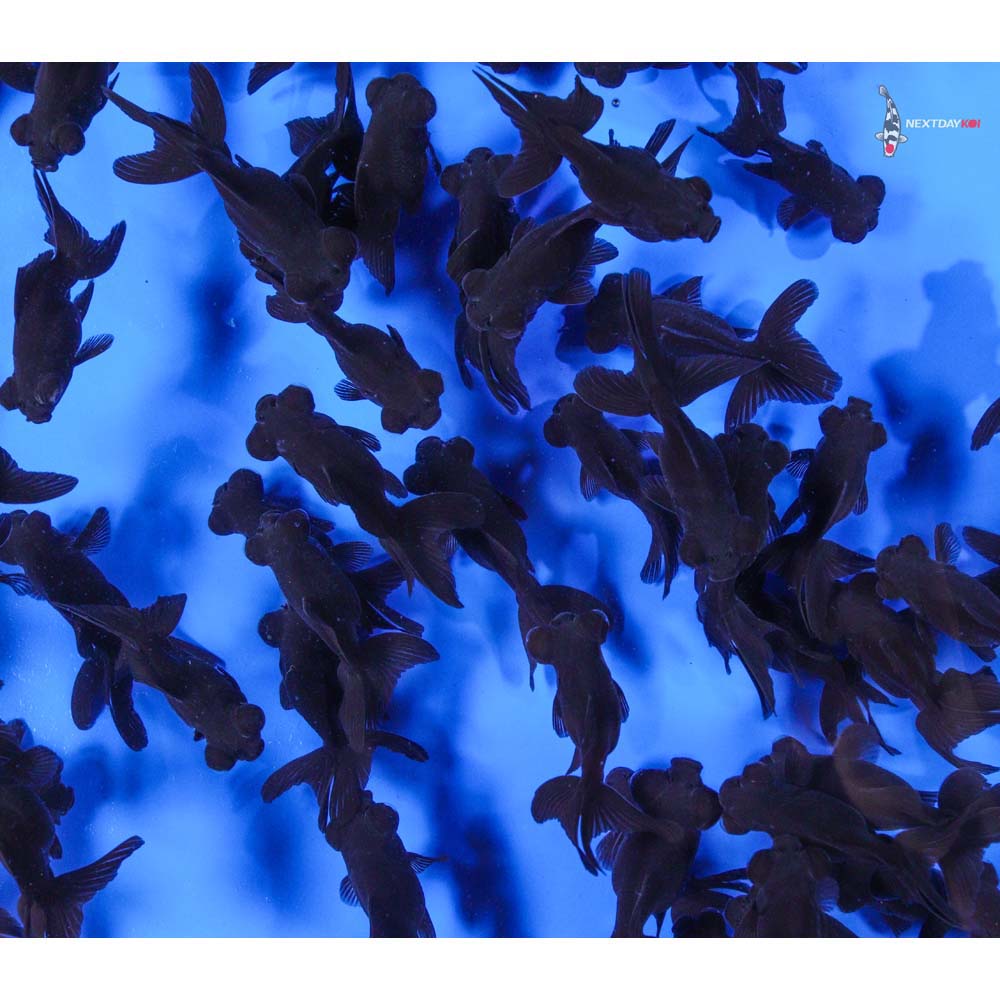 2-3" Imported Black Moor Goldfish