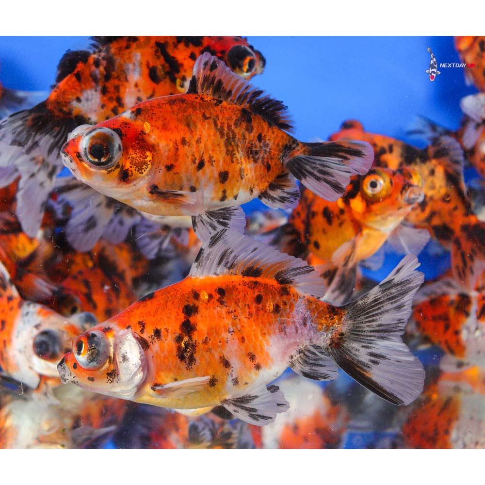 3-4" Imported Calico Moor Goldfish