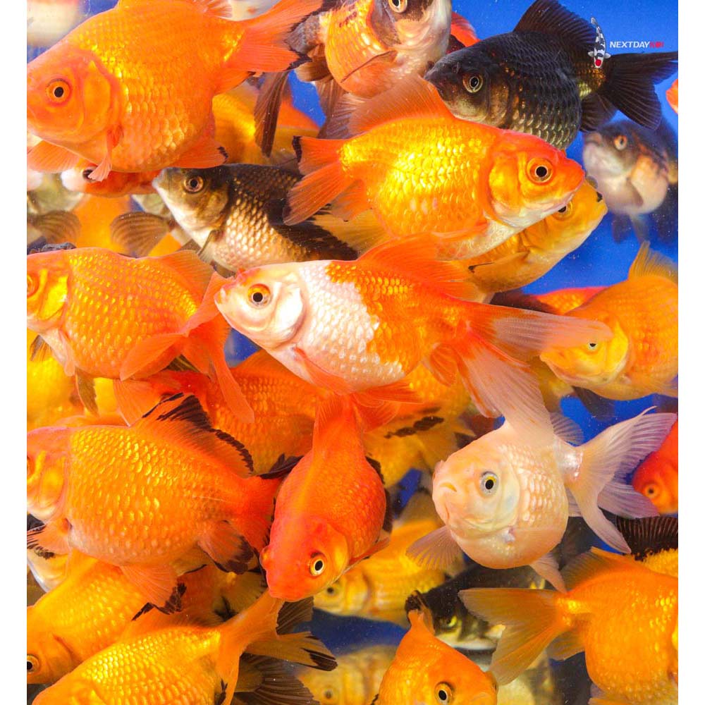 3-4" Imported Mixed Pearlscale Goldfish