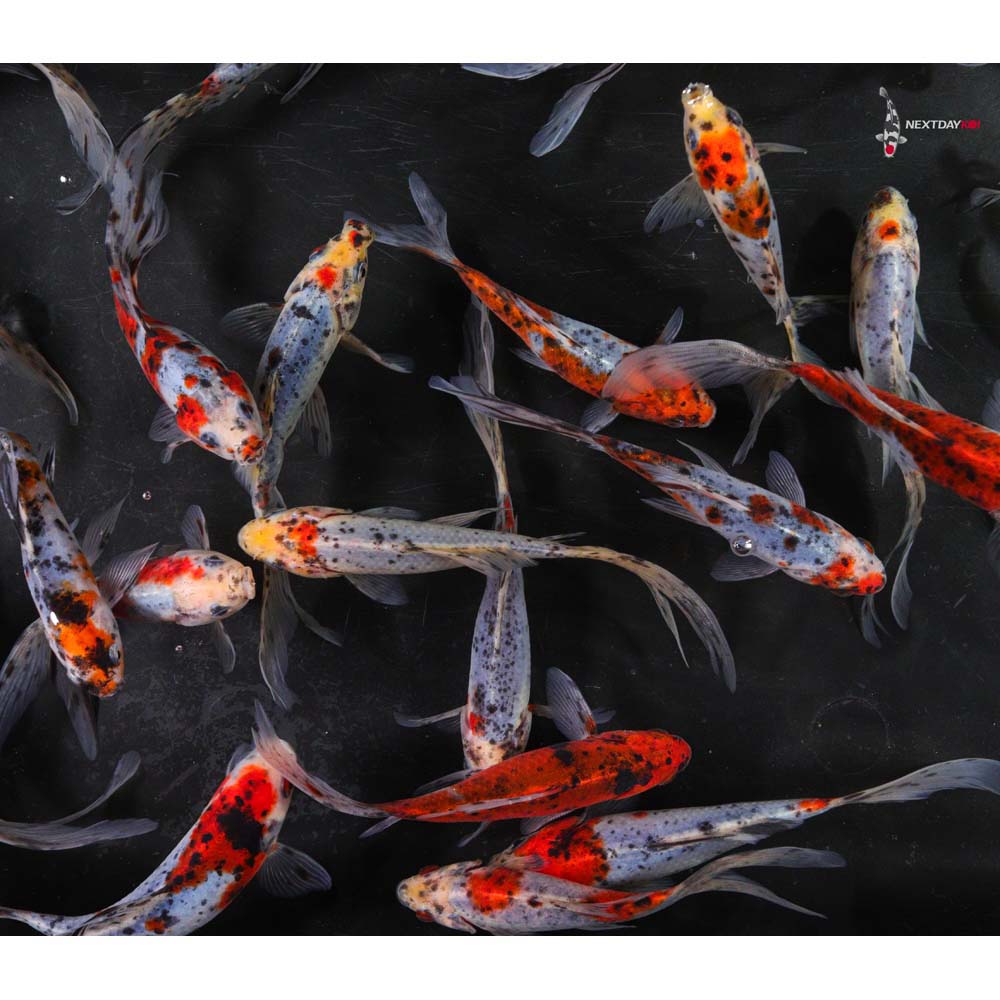 5-6” Imported Shubunkin Goldfish
