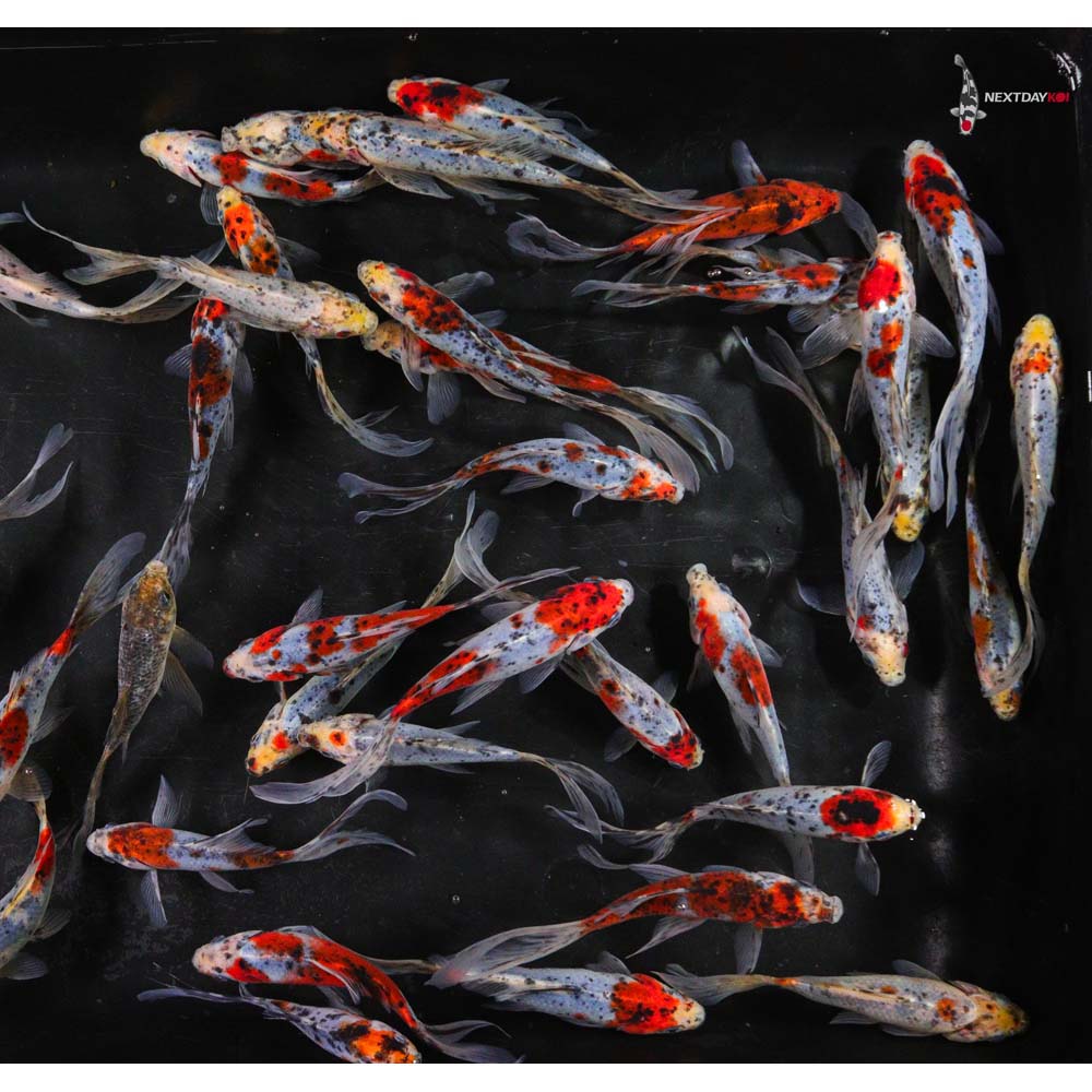 5-6” Imported Shubunkin Goldfish