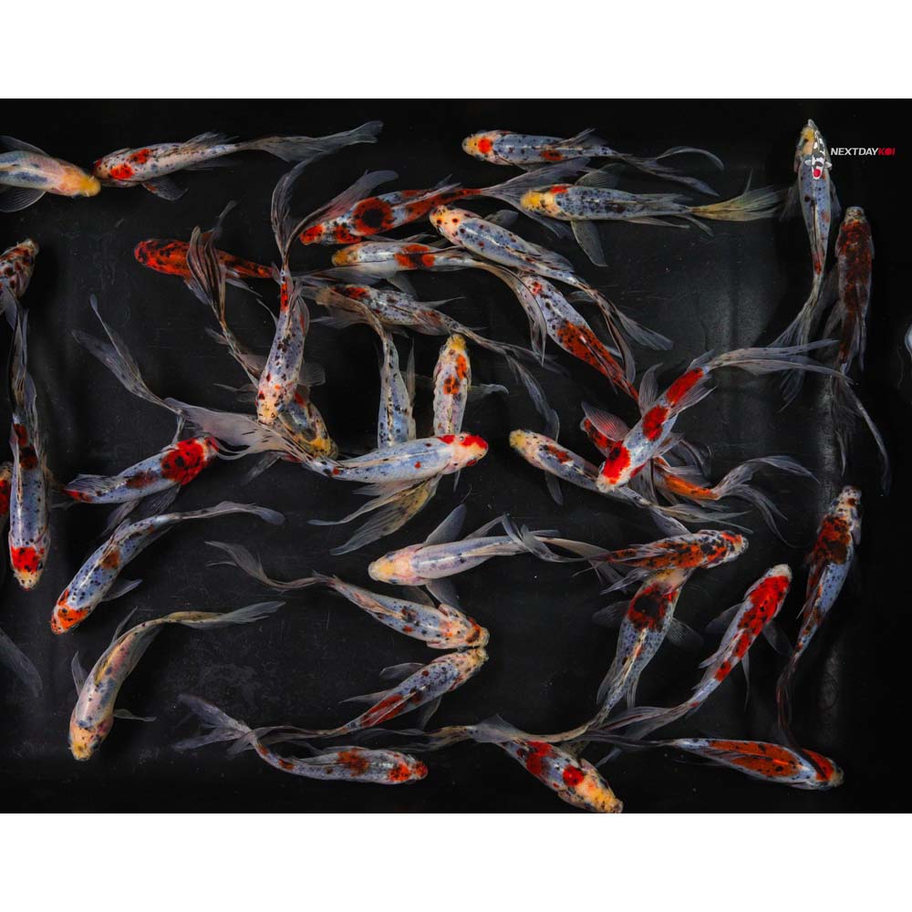5-6” Imported Premium Longtail Shubunkin Goldfish