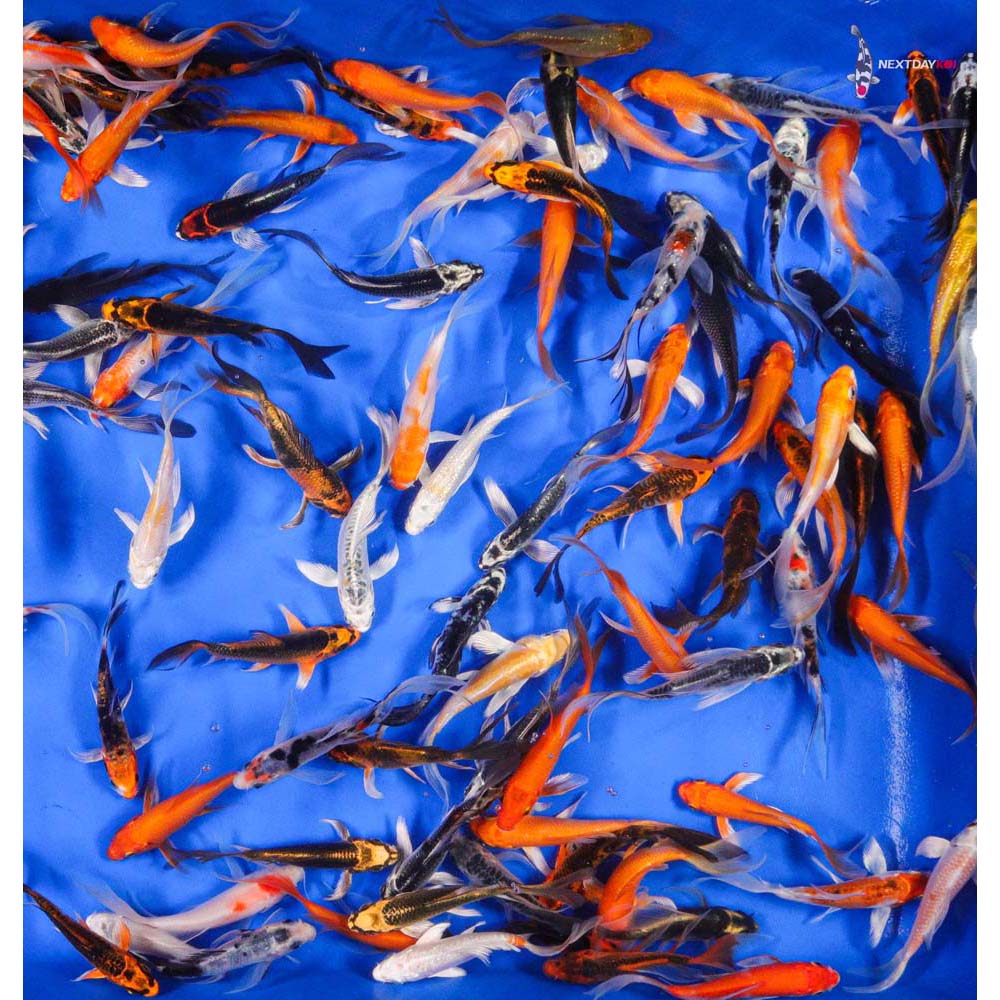 A Grade (Standard Grade) Imported Butterfly Koi