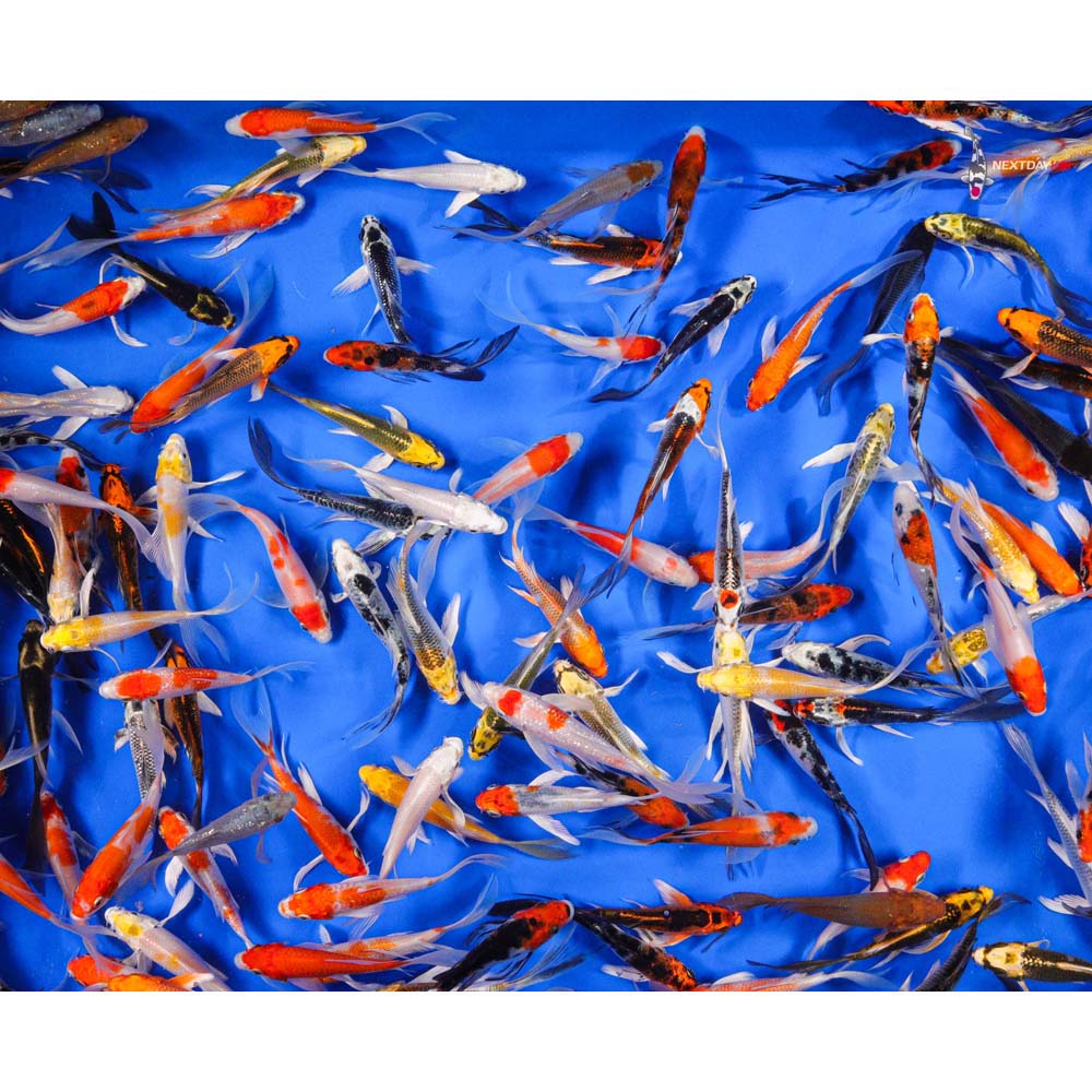 AA Grade (Premium Grade) Imported Butterfly Koi