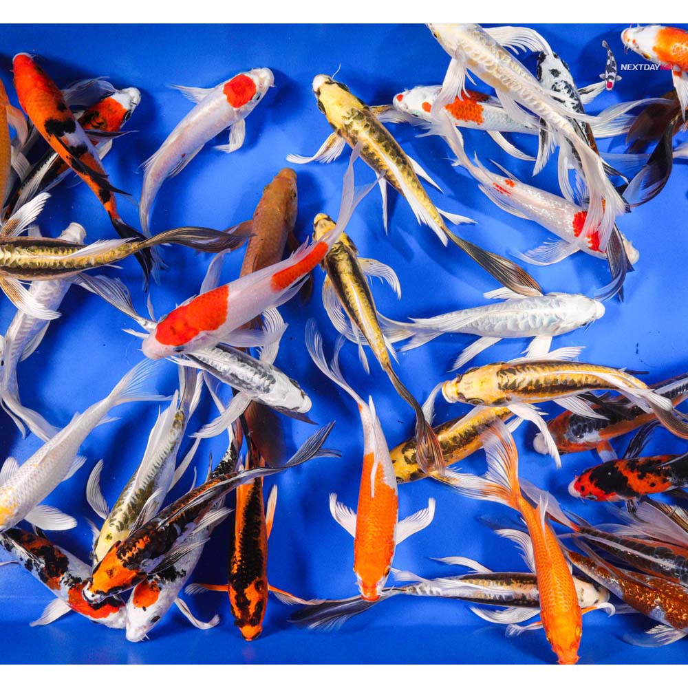 AA Grade (Premium Grade) Imported Butterfly Koi