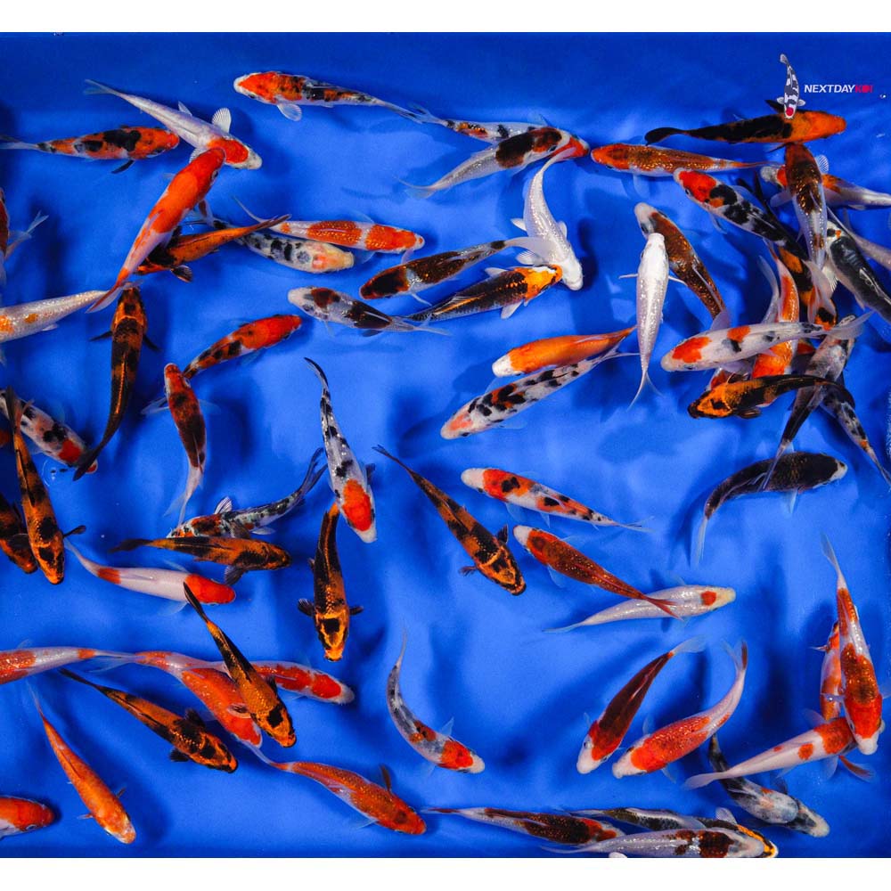 AA Grade (Premium Grade) Imported Koi