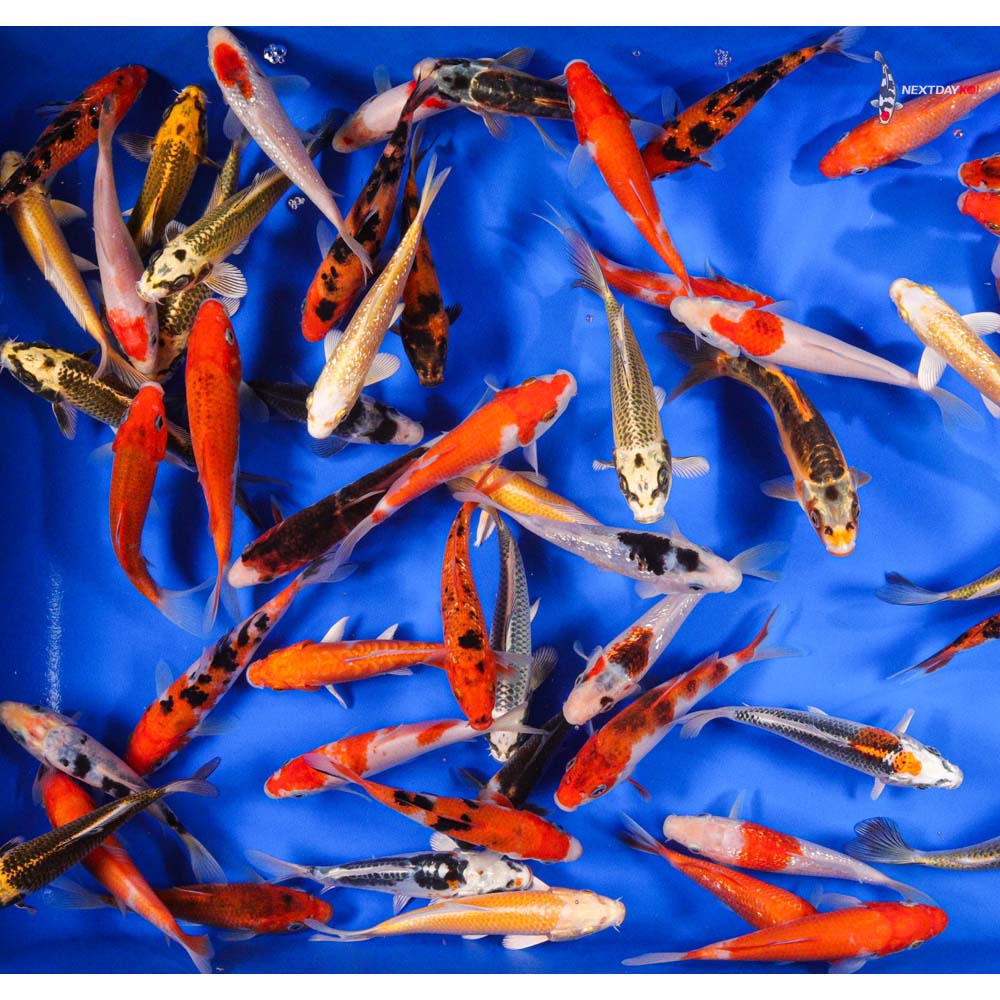 A Grade (Standard Grade) Imported Koi