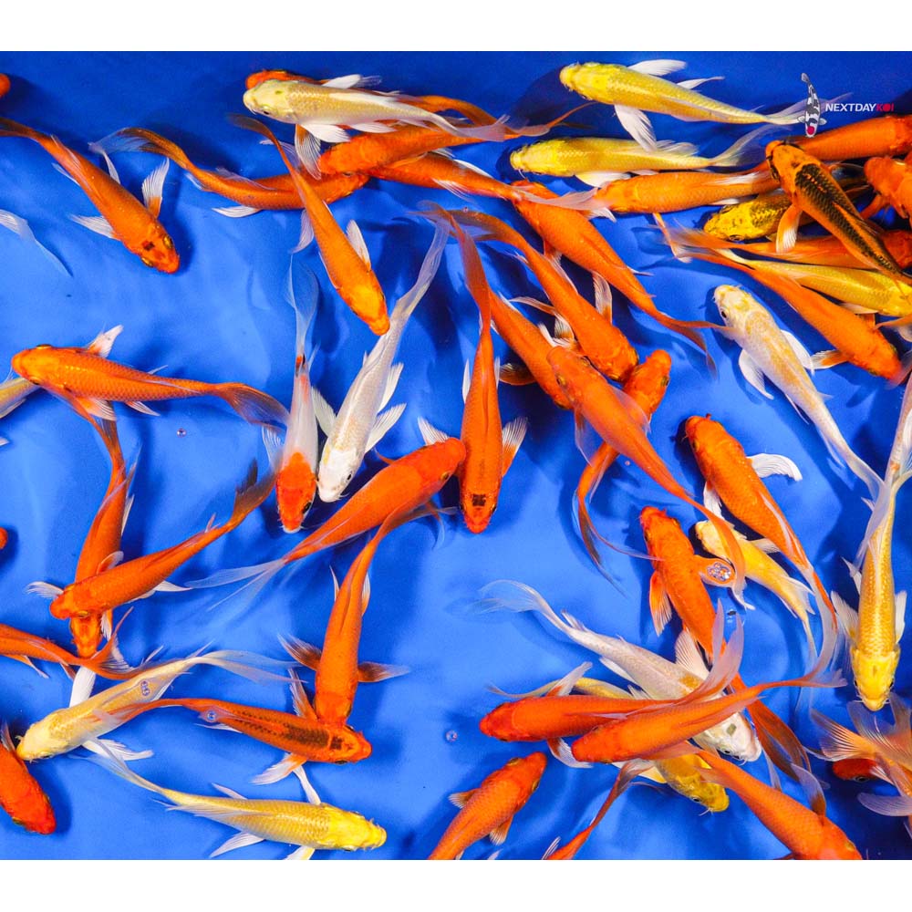 4-5" Imported Sunshine Butterfly Koi Mix