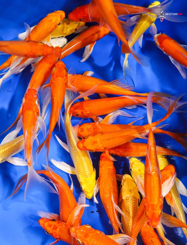 4-5" Imported Sunshine Butterfly Koi Mix