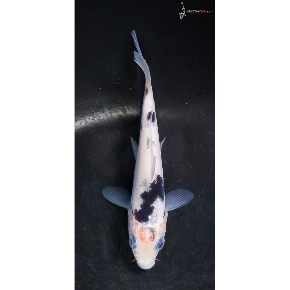 4” Imported Shiro Bekko