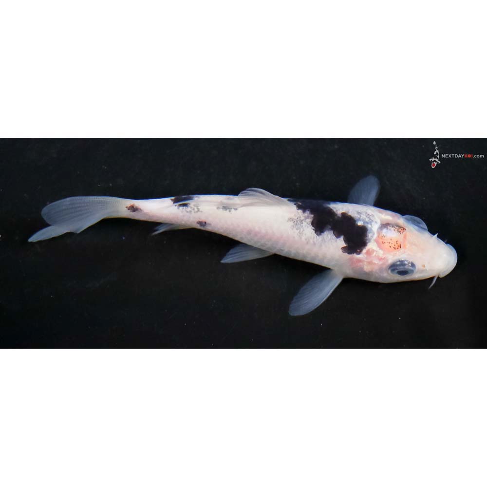 4” Imported Shiro Bekko