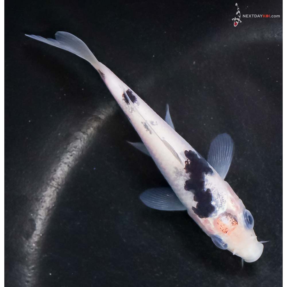 4” Imported Shiro Bekko