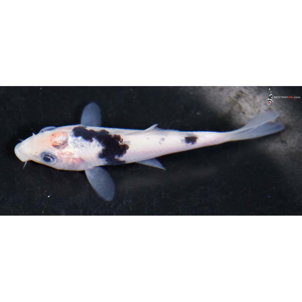 4” Imported Shiro Bekko