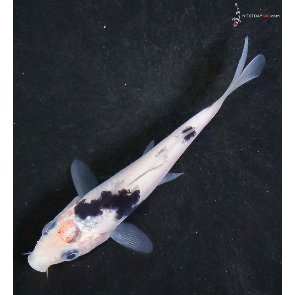 4” Imported Shiro Bekko