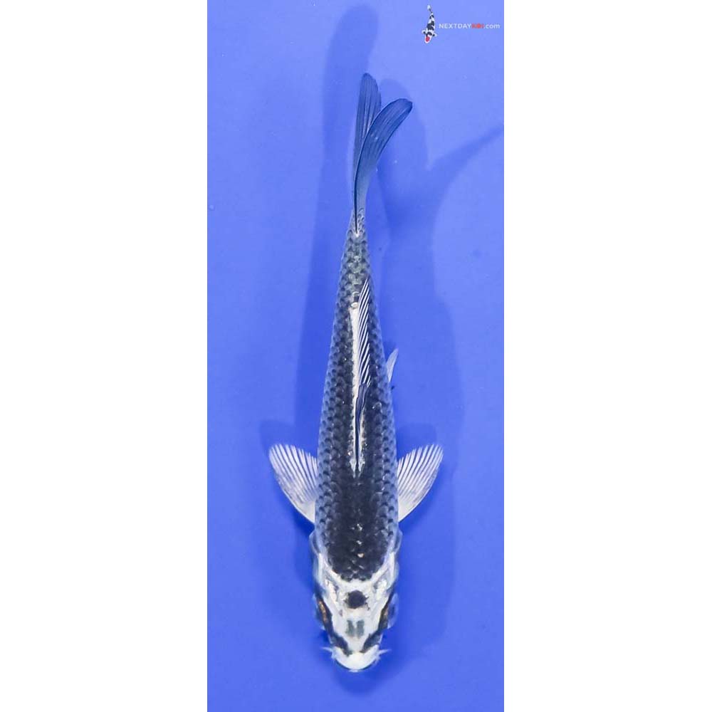 4” Imported Gin Matsuba