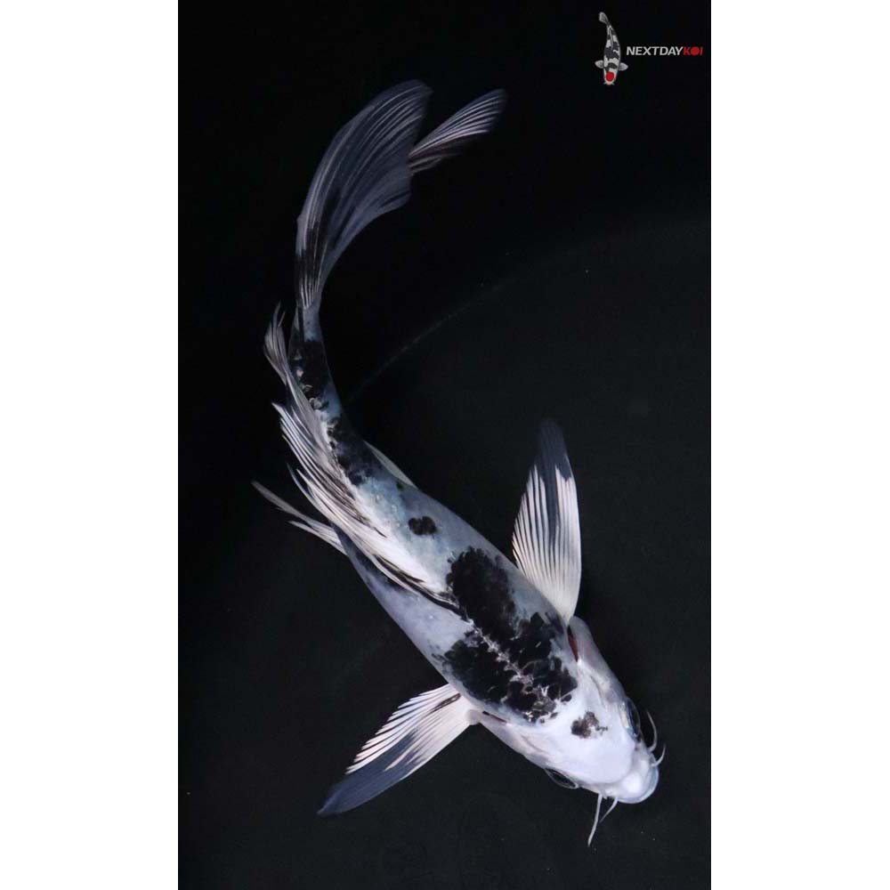 7.5” Imported Gin Shiro Bekko Butterfly Koi