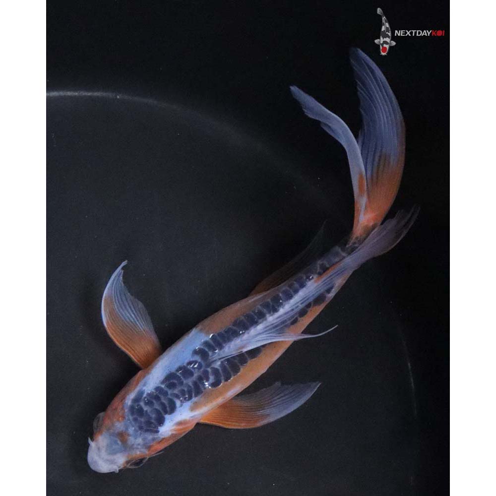8” Imported Shusui Butterfly Koi
