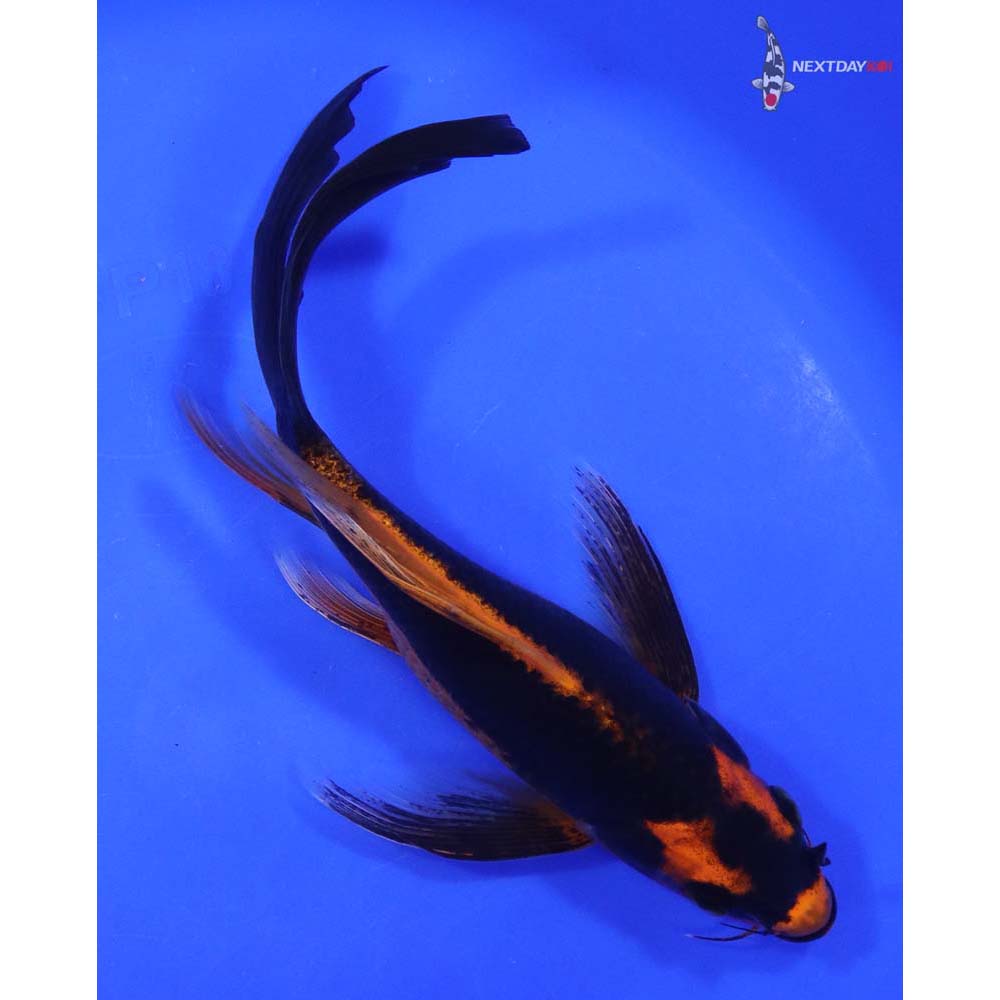 8” Imported Orenji Matsuba Butterfly Koi