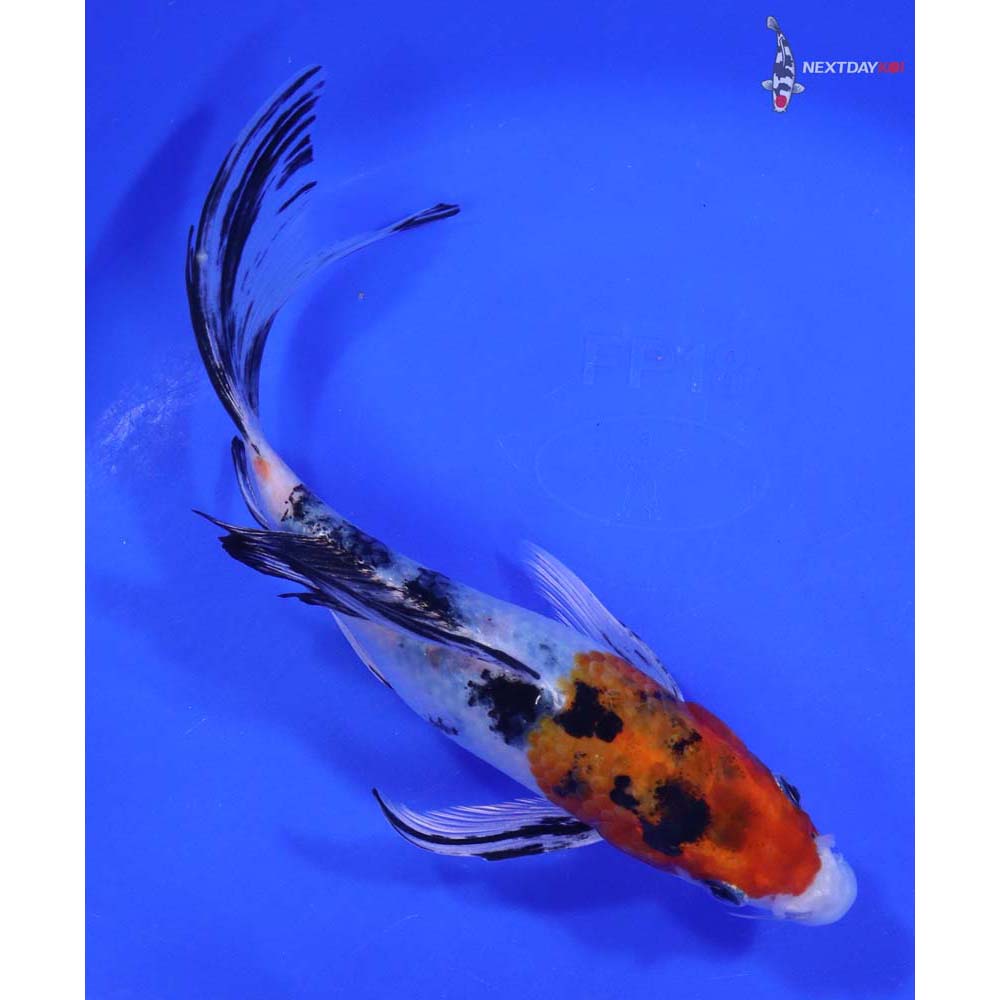 8” Imported Yamato Nishiki Butterfly Koi