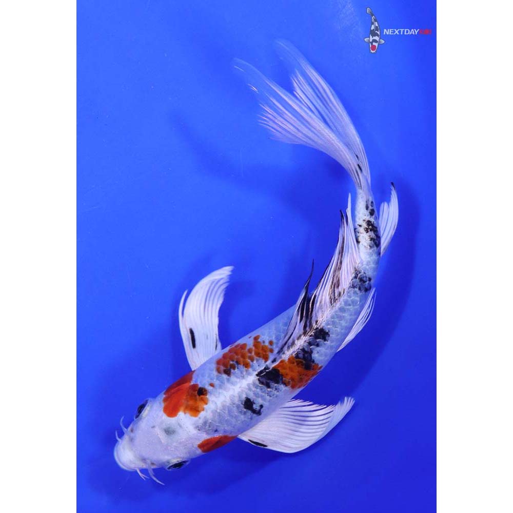 7.5” Imported Yamato Nishiki Butterfly Koi